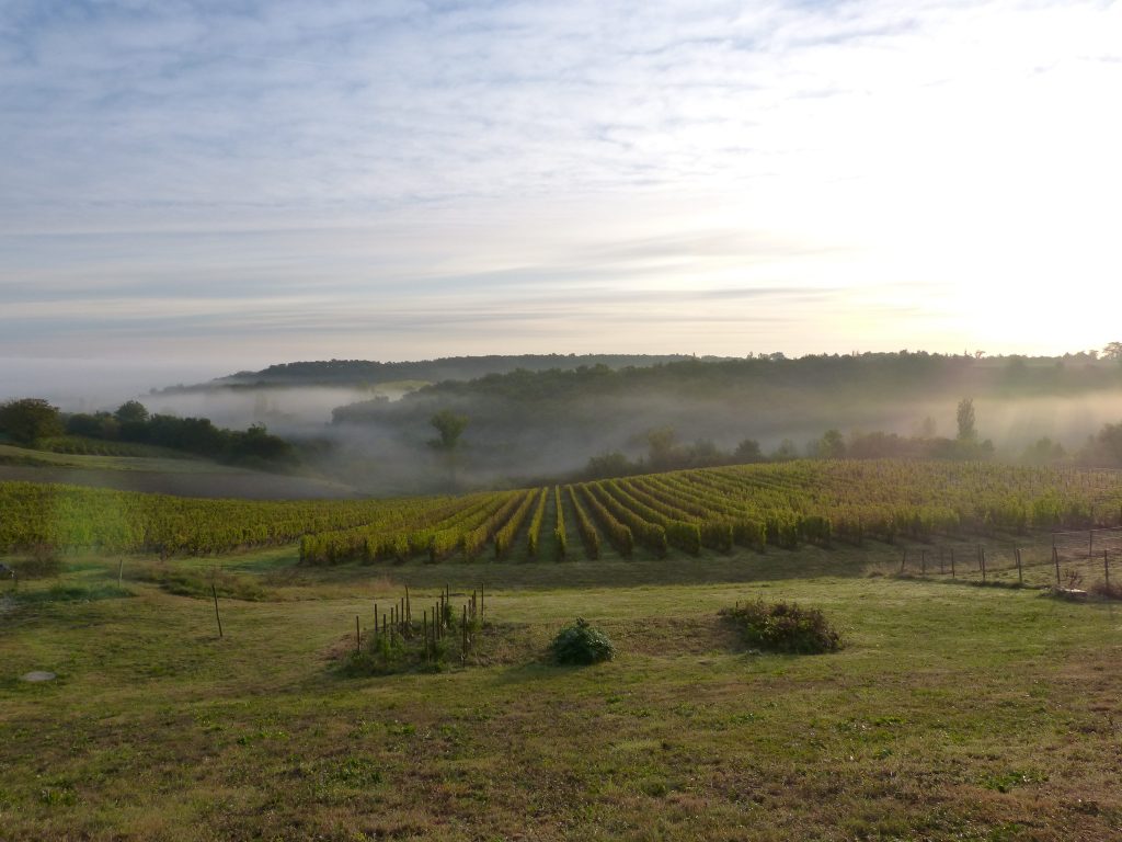 brume matinale vignes