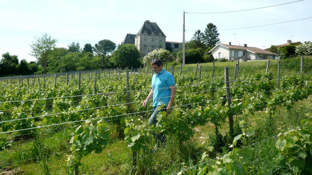 olivier roches dans les vignobles