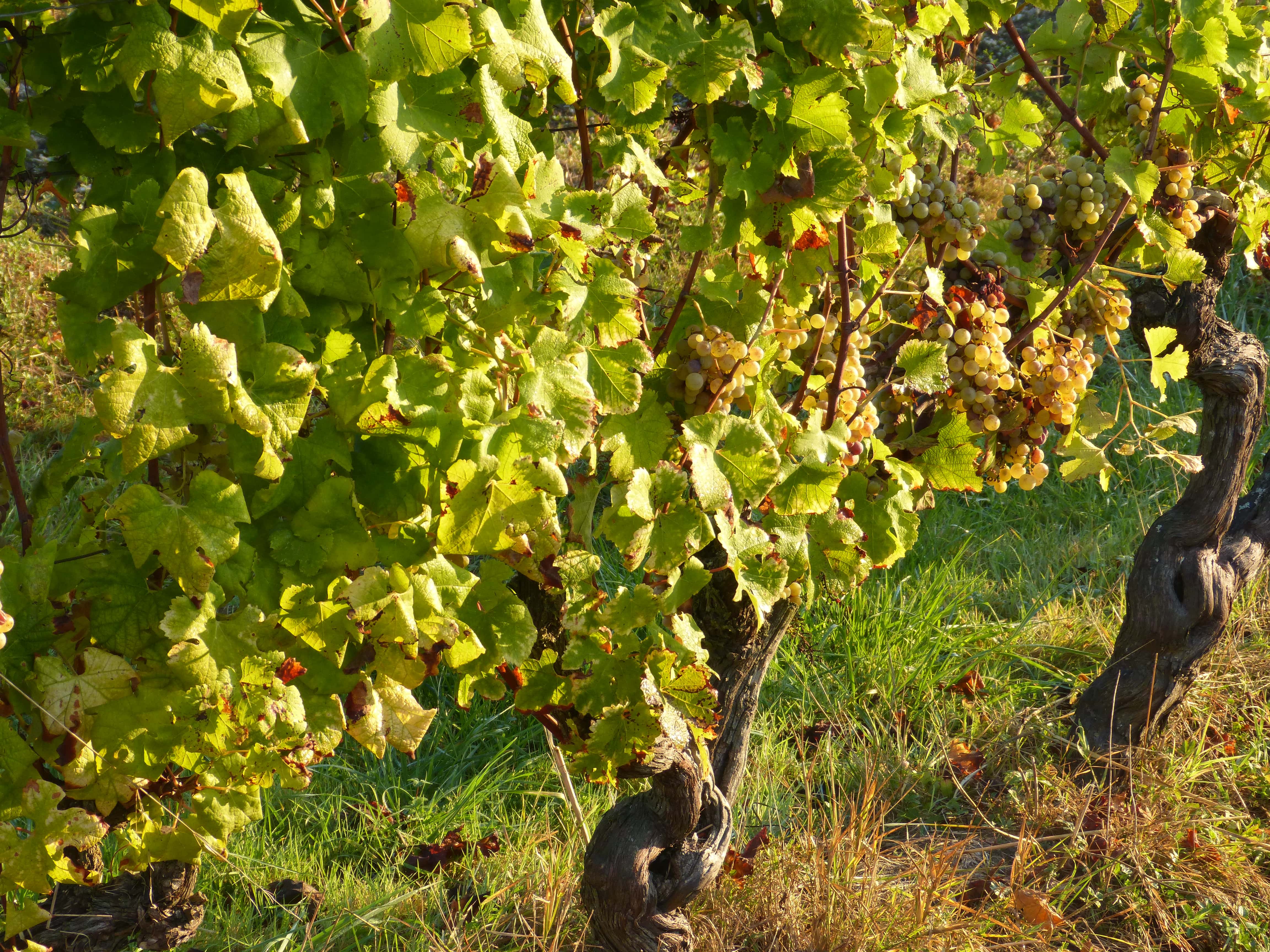 grappe cepage blanc