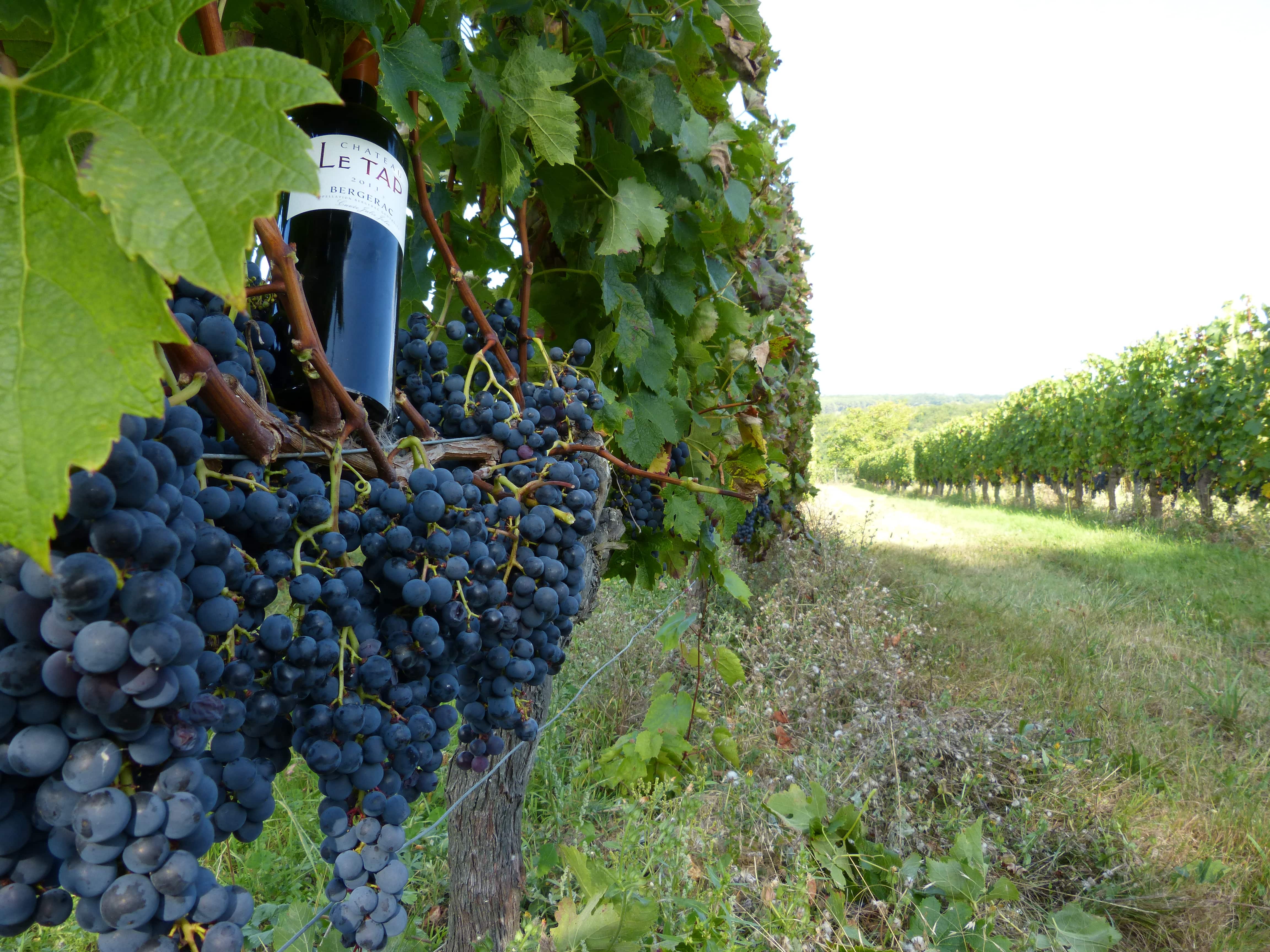 bouteille julie jolie et grappes merlot