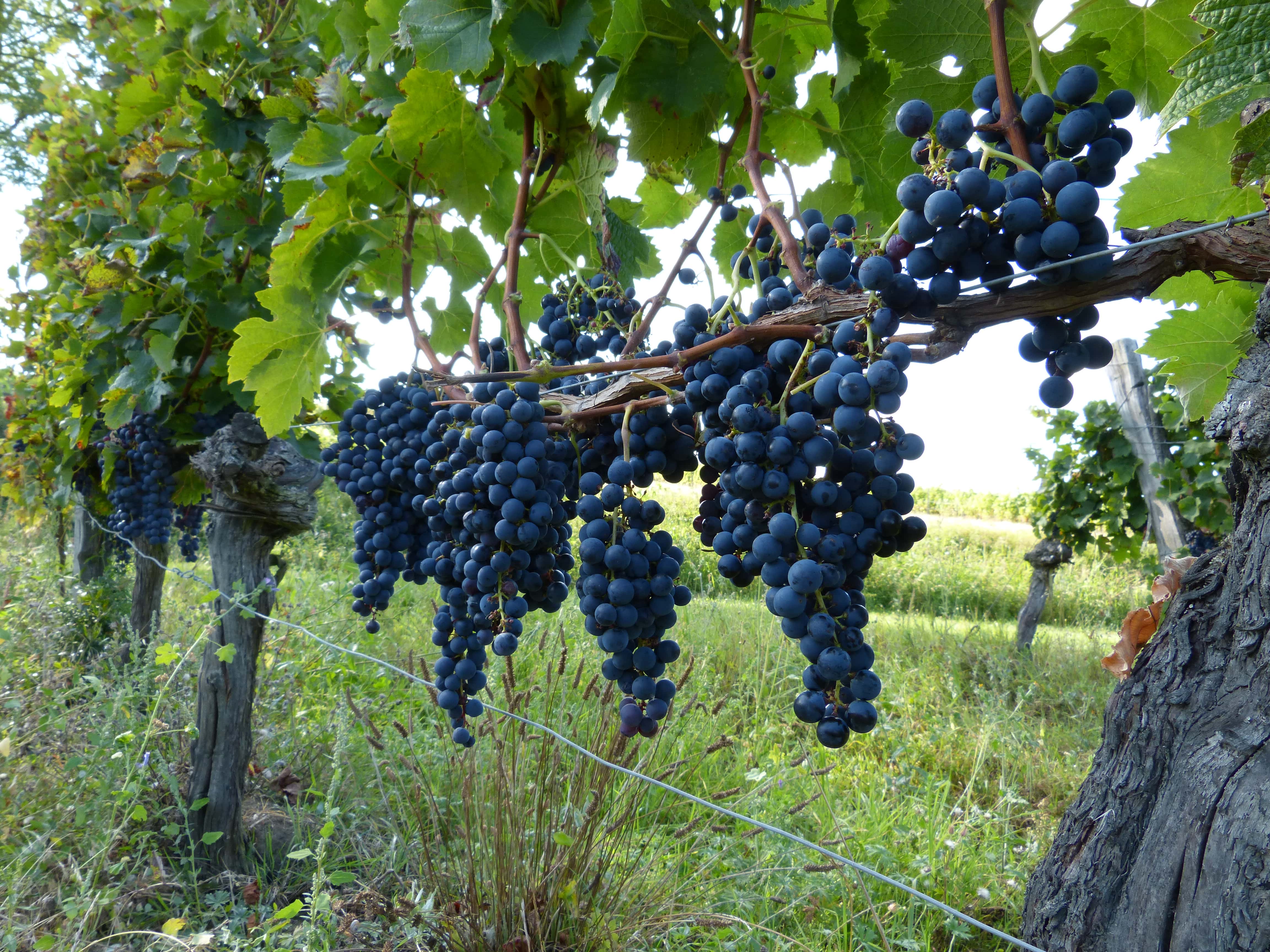 grappes de merlot