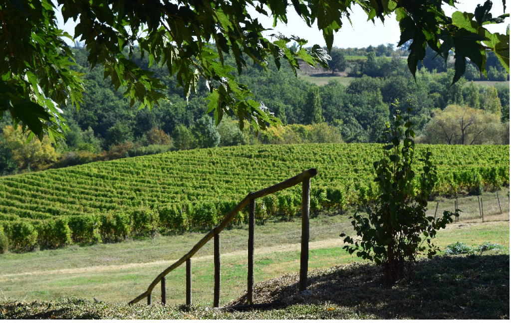 autour_saussignac-chateau_le_tap (84)-2